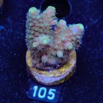 Acropora Gimmifera