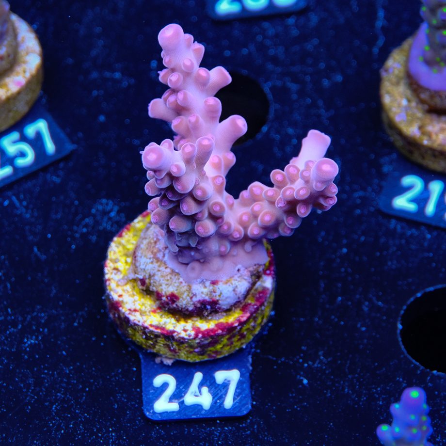 Acropora 'Bronce'