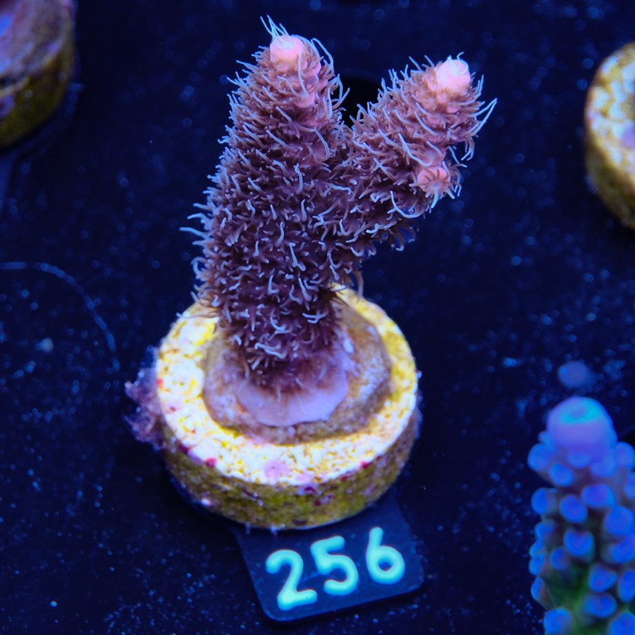Acropora Millepora