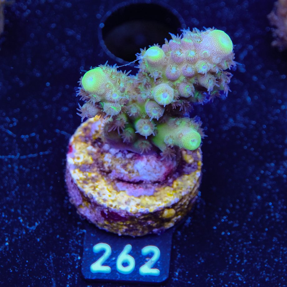 Acropora Gimmifera