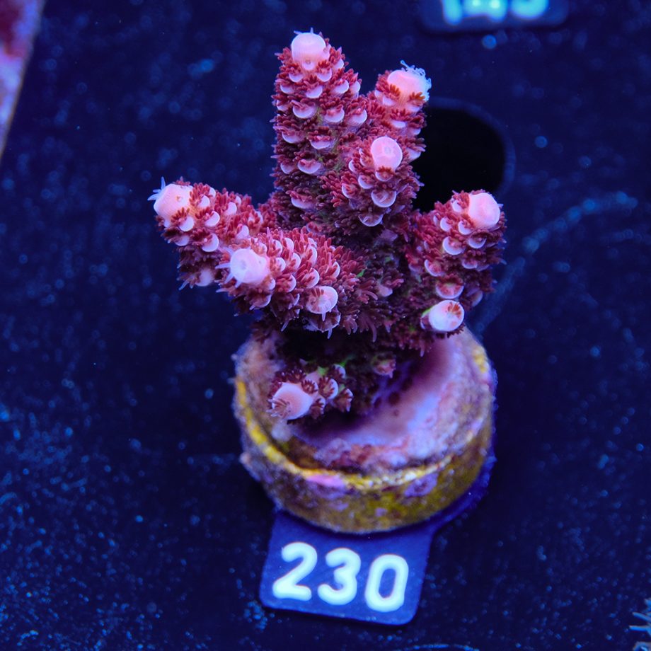Acropora 'Fluo Bicolor II'