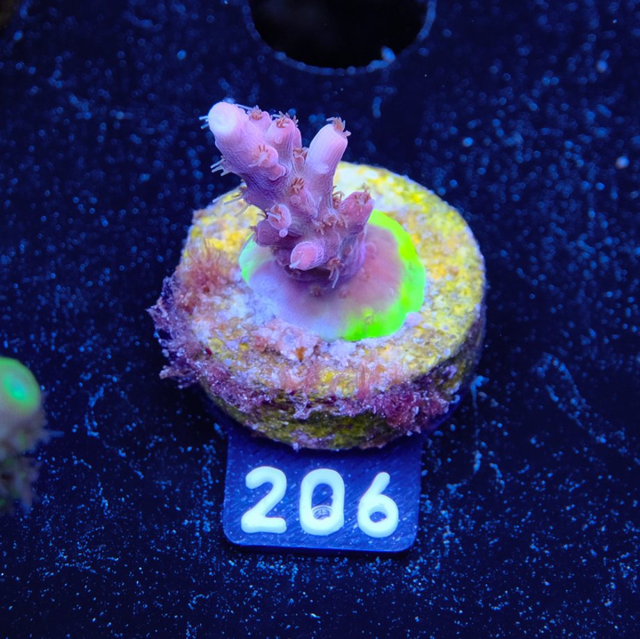 Acropora 'Confetti'