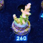 FM Sour Patchj