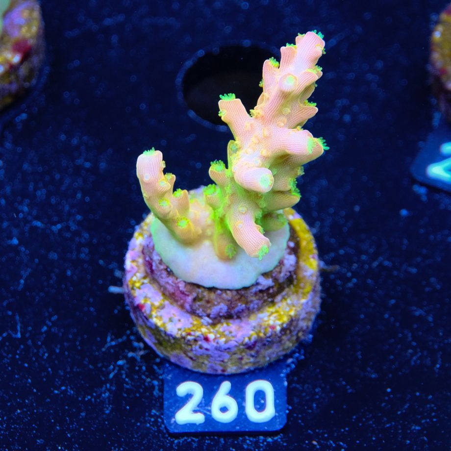 FM Sour Patchj