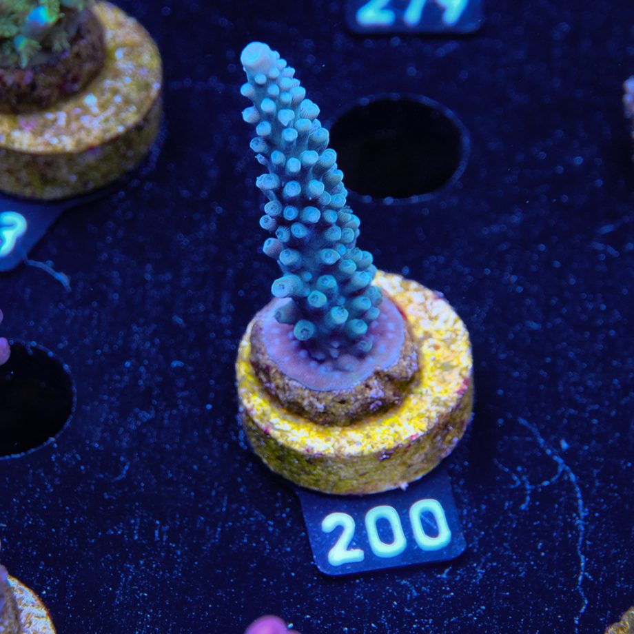 TK Blue Stag