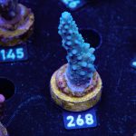 TK Blue Stag