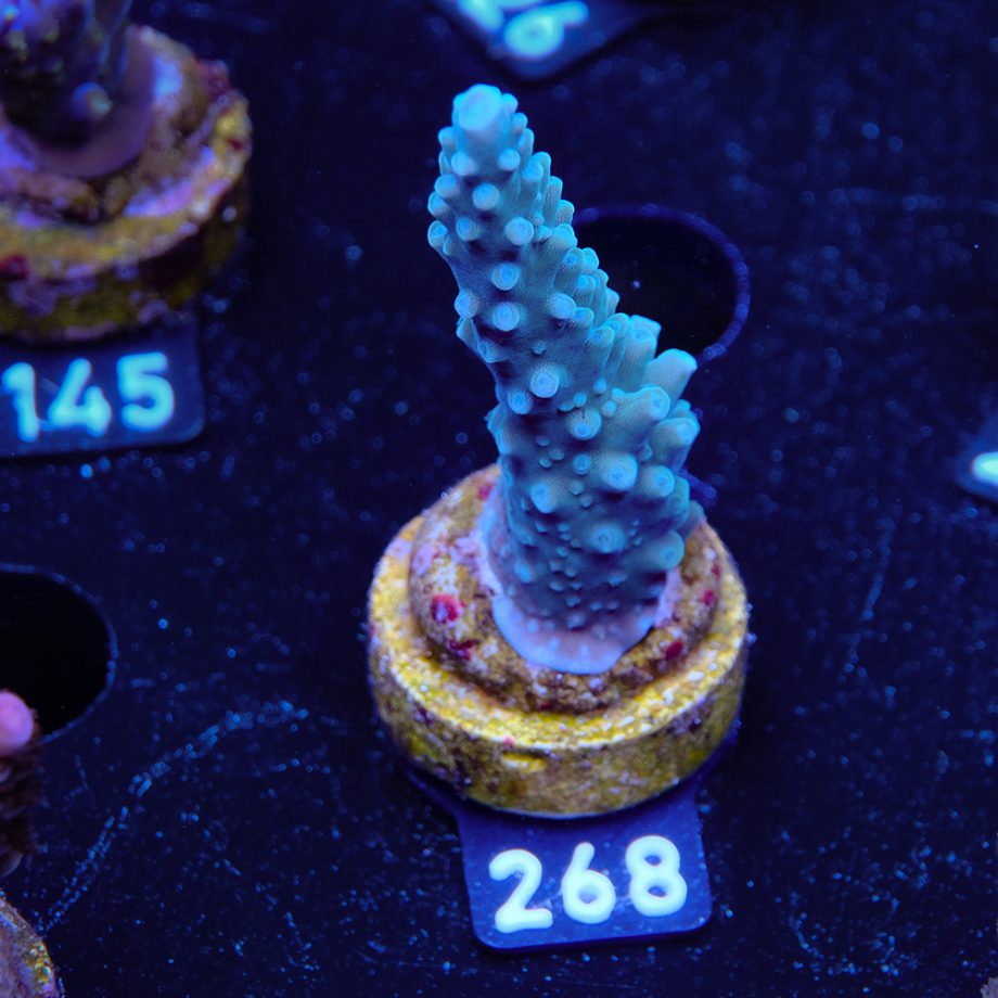 TK Blue Stag