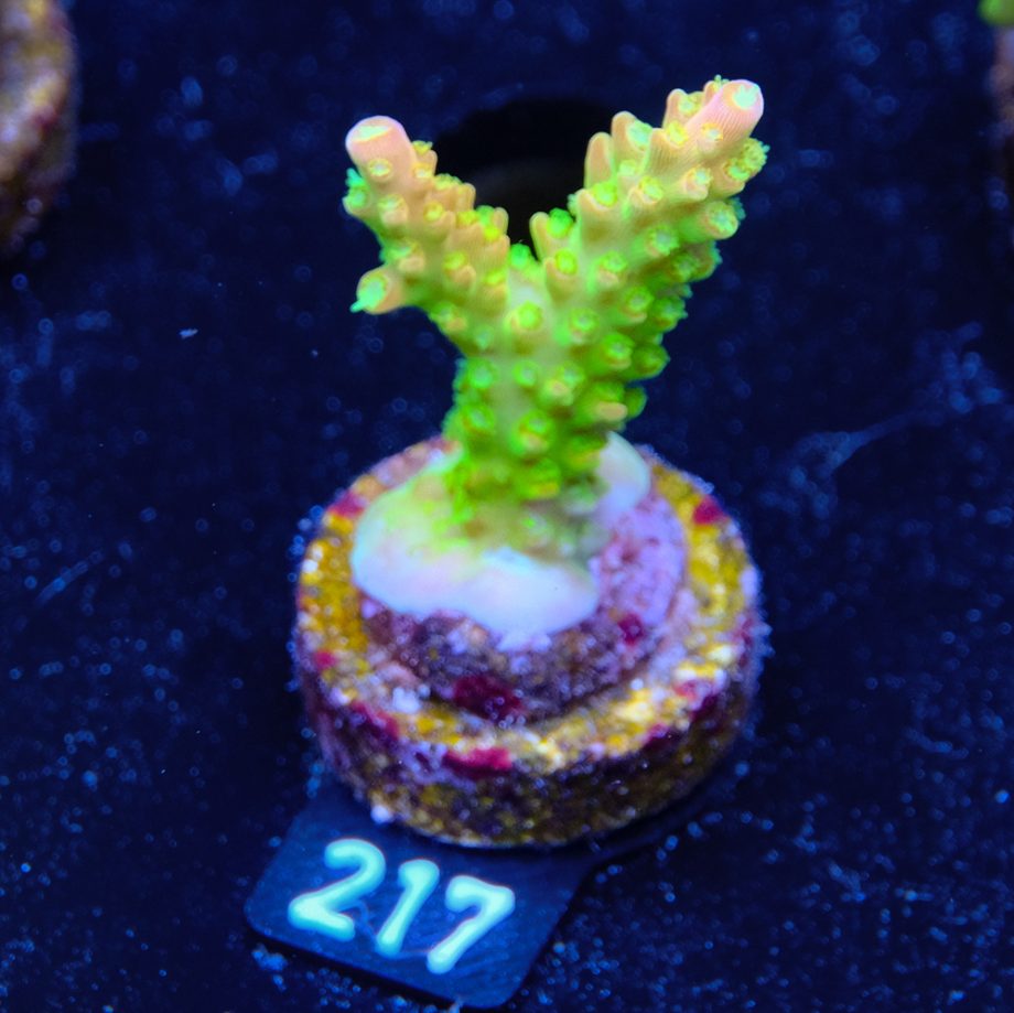 FM Sour Patch