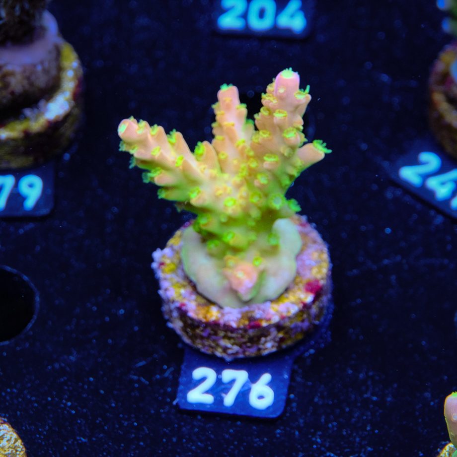 FM Sour Patch