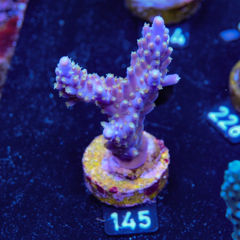 Acropora Valida