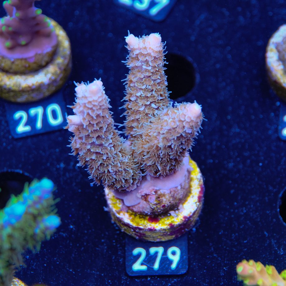 Acropora Millepora