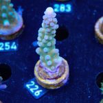 Austera 'Yellow Tip'