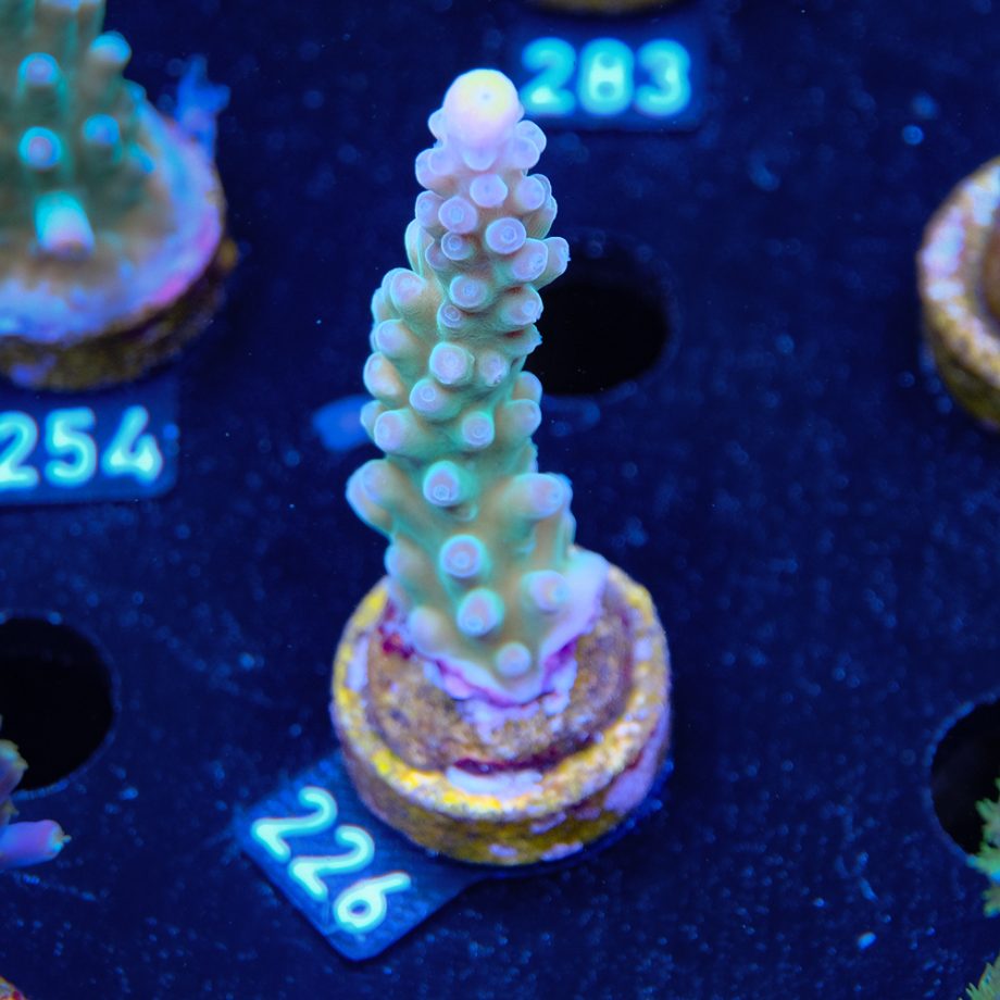 Austera 'Yellow Tip'