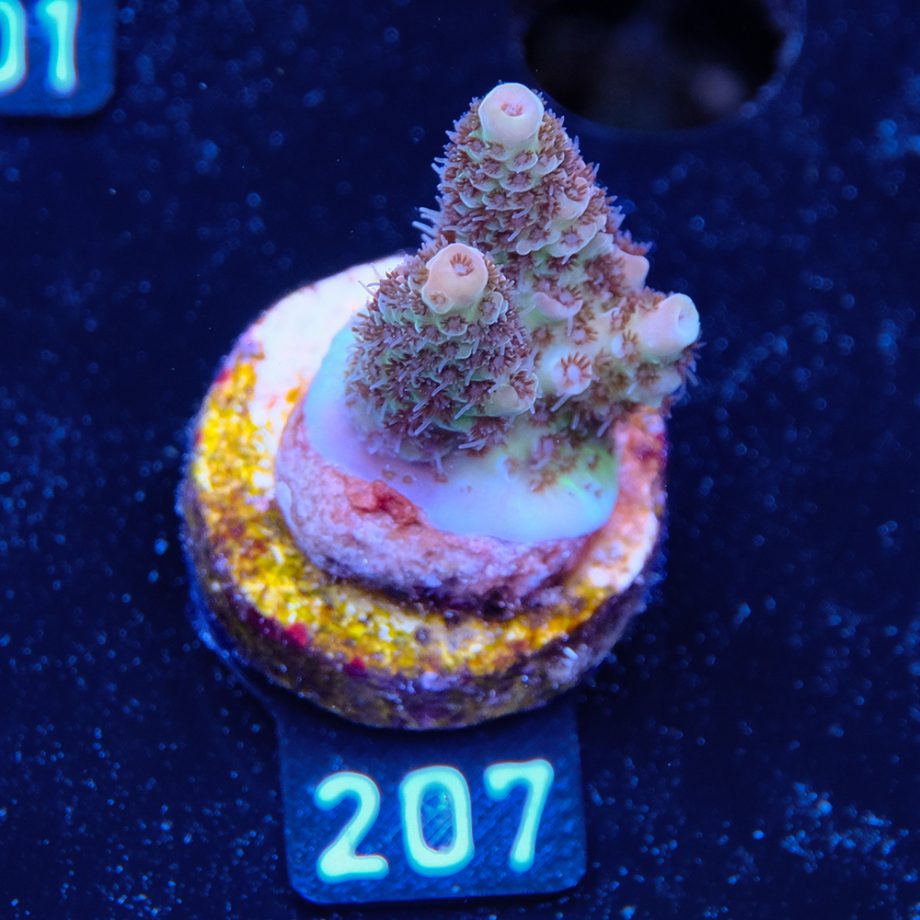 Acropora Hyacinthus 'Rainbow'