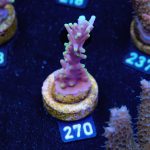 Acropora Carduus 'Mrs Packman'