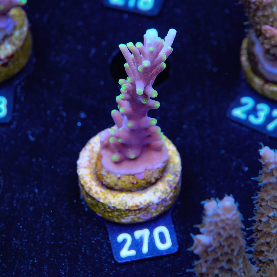 Acropora Carduus 'Mrs Packman'