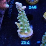 Austera 'Yellow Tip'