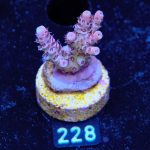 Acropora Hyacinthus 'Rainbow'