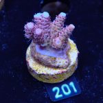 Acropora Hyacinthus 'Rainbow'