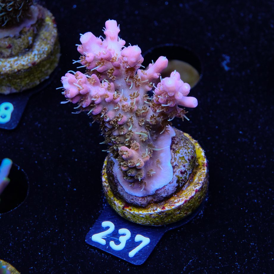 Acropora 'Confetti Ultra'