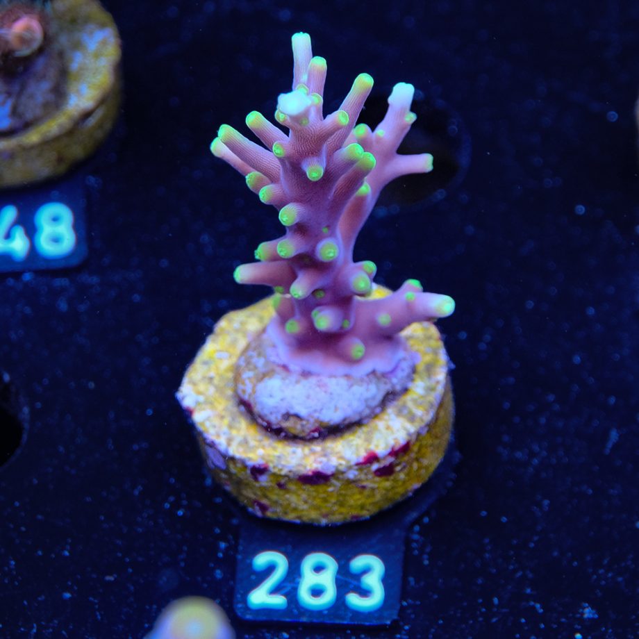 Acropora Carduus 'Mrs Packman'