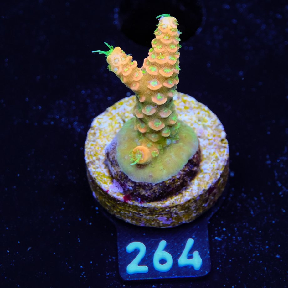 Acropora Millepora 'Solar Flare'
