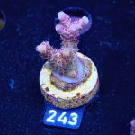 Acropora Hyacinthus 'Rainbow'