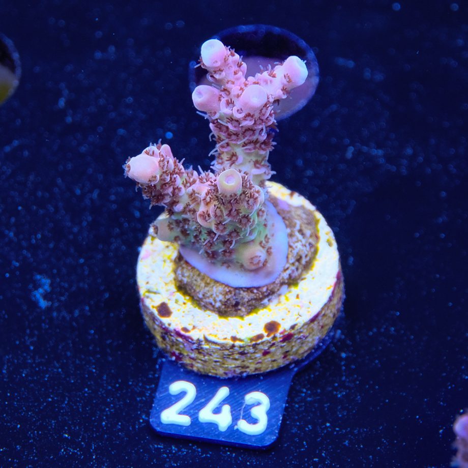 Acropora Hyacinthus 'Rainbow'