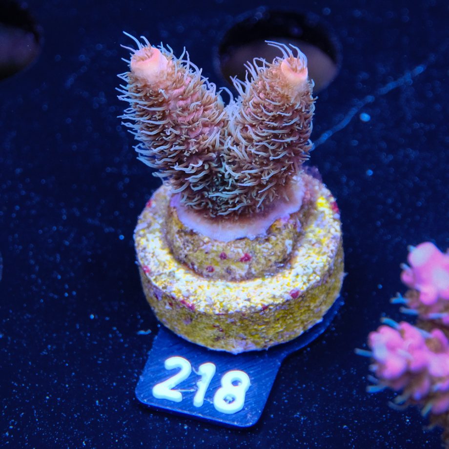 Acropora Millepora
