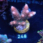 Acropora Millepora