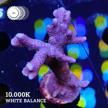 Montipora Digitata 'Deep Purple'