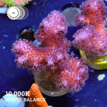 Pocillopora Verrucosa 'Pink'