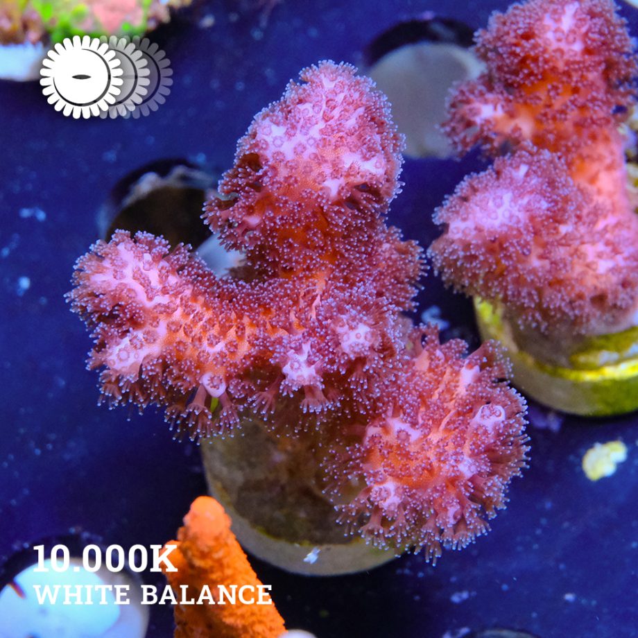 Pocillopora Verrucosa 'Pink'