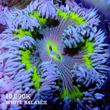 Rock Anemone