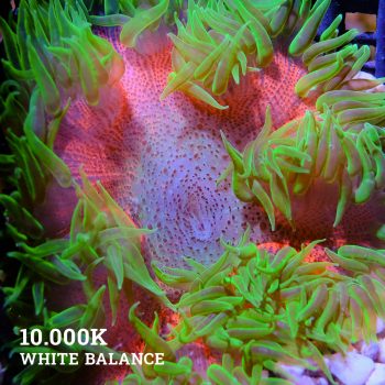 Rock Anemone