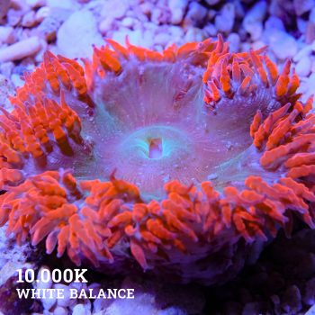 Rock Anemone