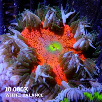 Rock Anemone