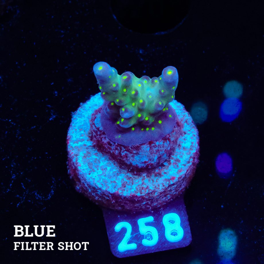 Acropora 'Tricolor'