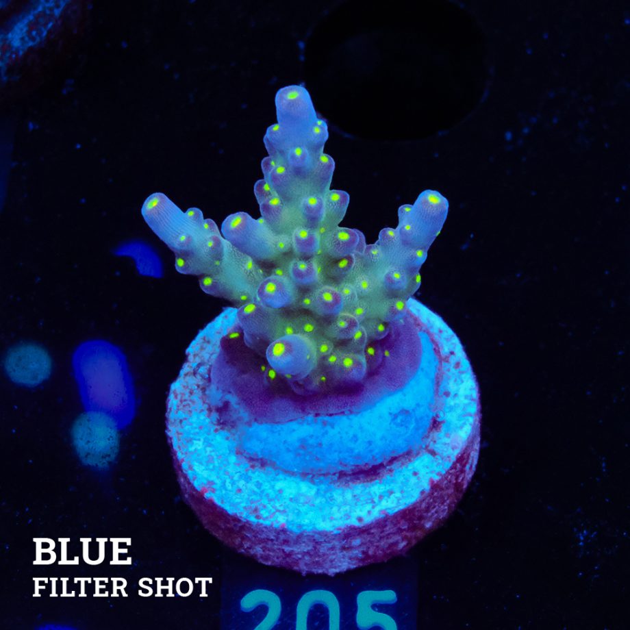 Acropora 'Tricolor'