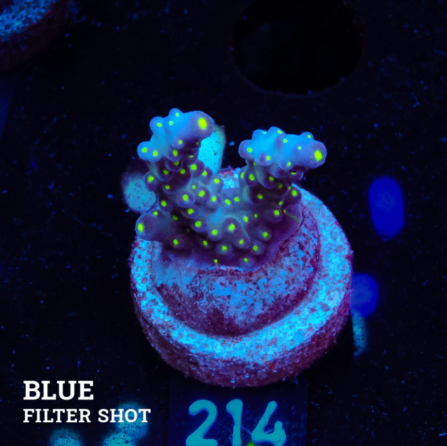 Acropora 'Tricolor'
