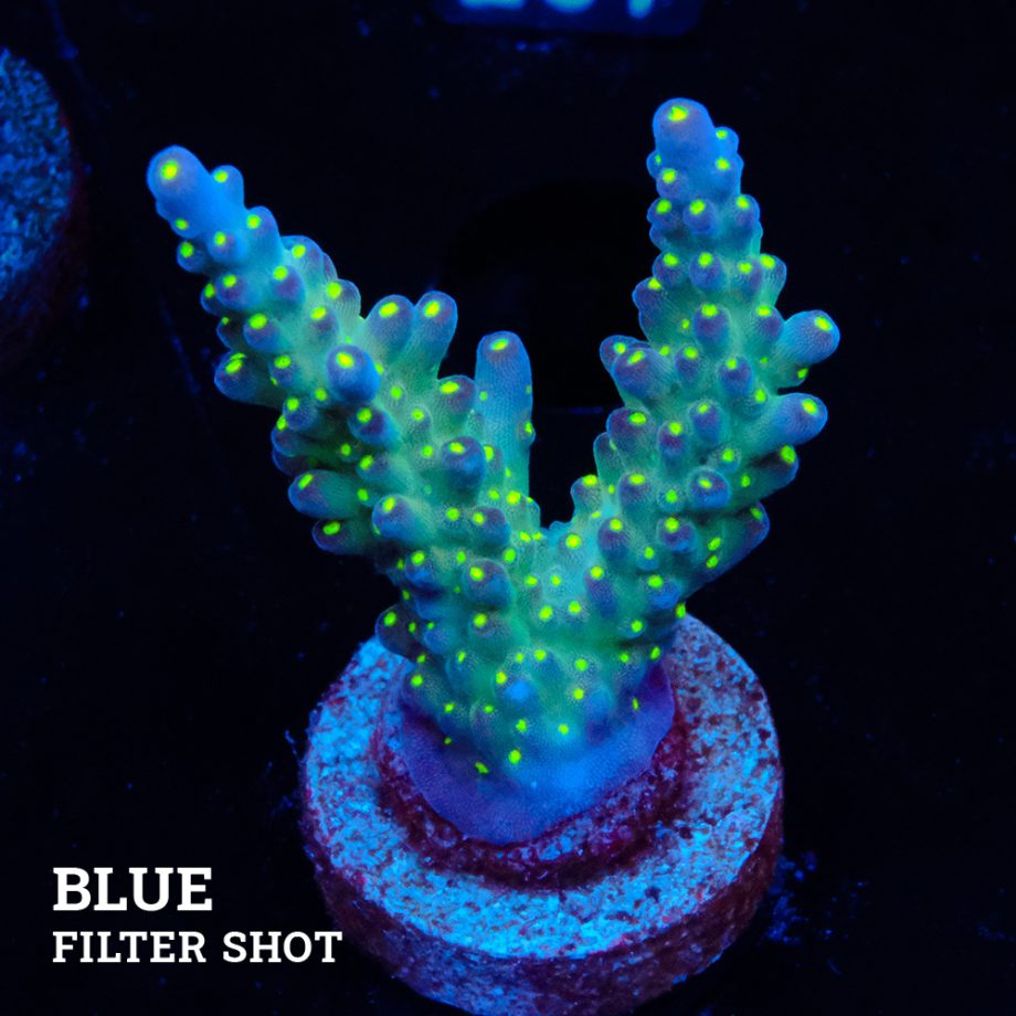 Acropora 'Tricolor