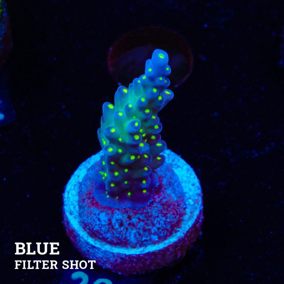 Acropora 'Tricolor