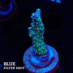 Acropora 'Tricolor'