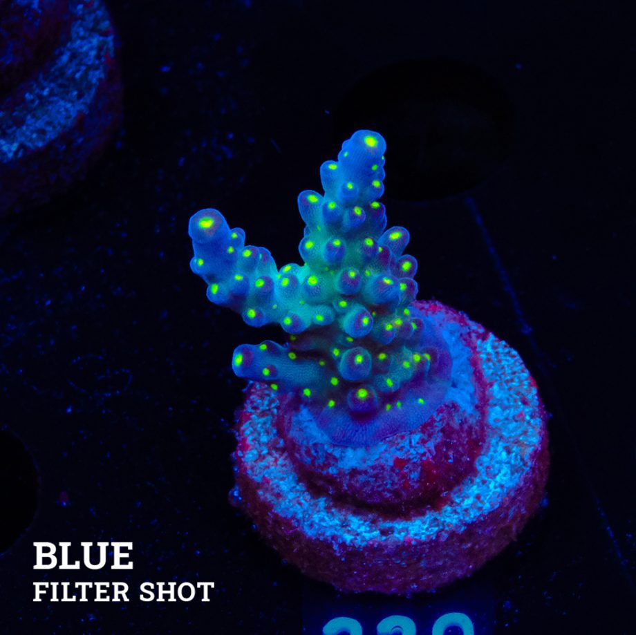 Acropora 'Tricolor