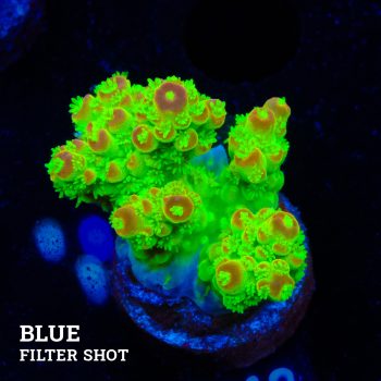 Acropora Florida