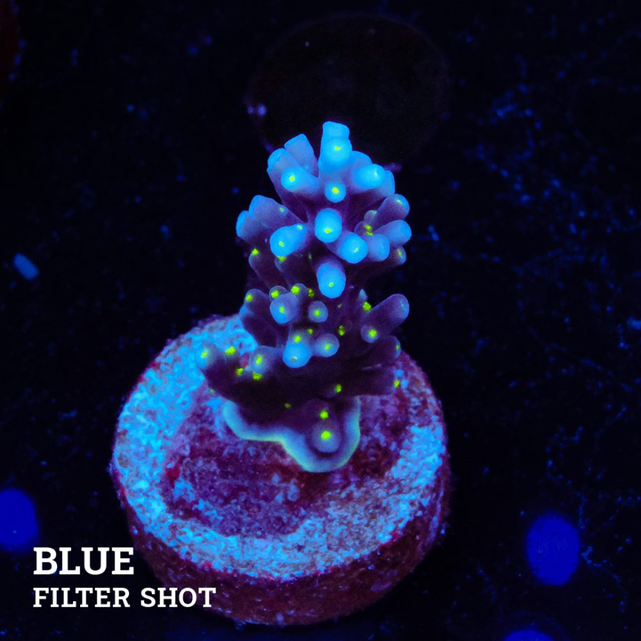 Acropora 'Carduus Tricolor'