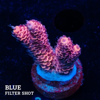 Acropora Millepora 'Pink'