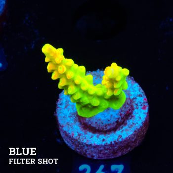 FM Sour Patch
