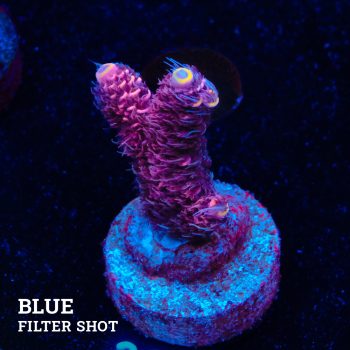 Acropora Millepora 'Pink'