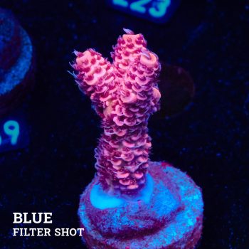 Acropora Millepora 'Pink'